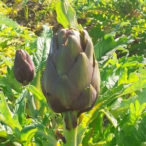 Carciofo Violetto (1a scelta)