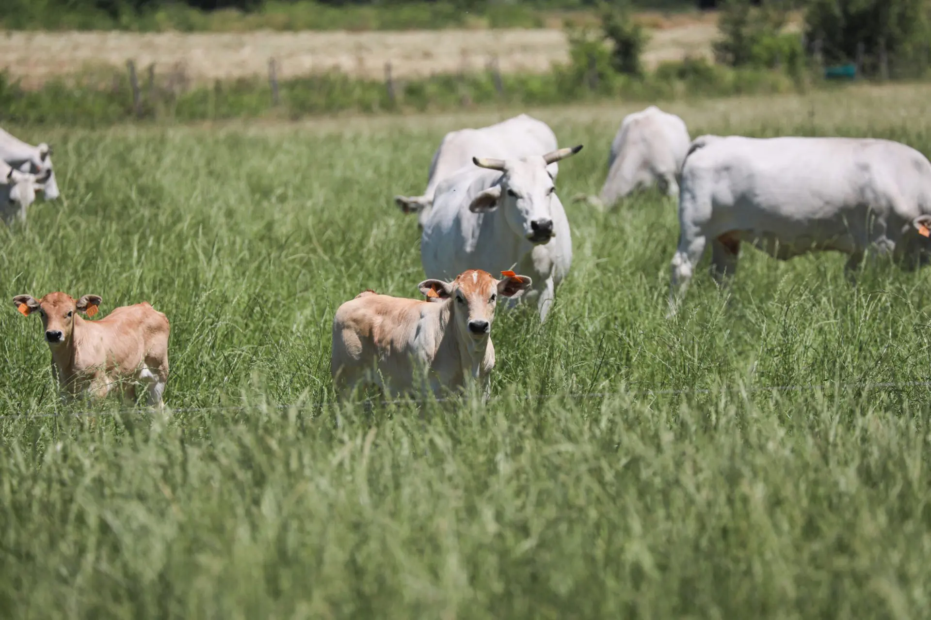 Macinato Extra Biodinamico 500g - immagine 9