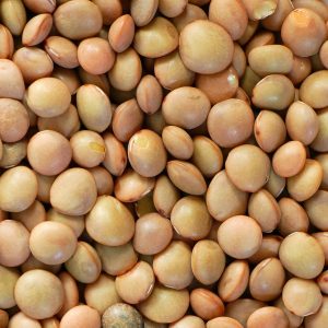 Lenticchie coltivate in Umbria