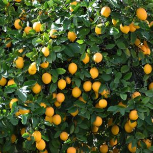 Limoni con Buccia Edibile della Costiera Amalfitana