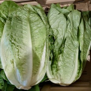 Lattuga romana o nostrana