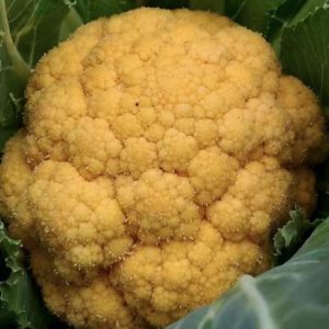 Cavolfiore arancione