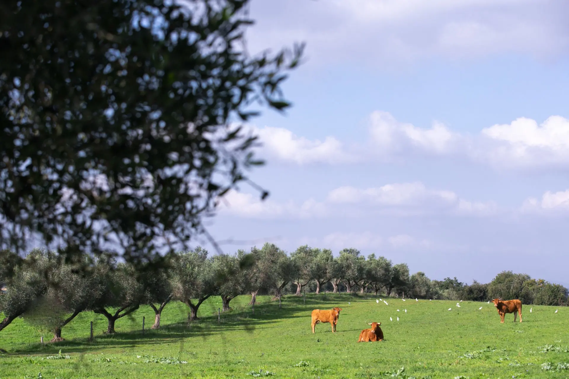 Macinato Extra Biodinamico 500g - immagine 6