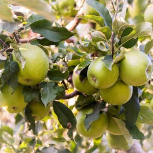 Melette selvatiche verdi