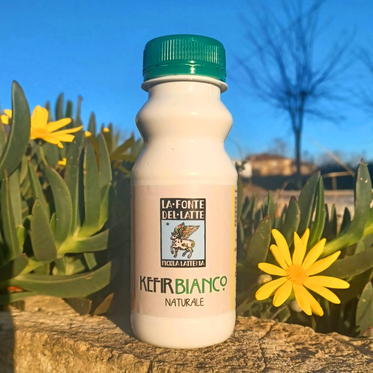 Kefir Bianco Naturale (Fonte del Latte) - immagine 2