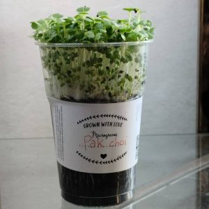 Microgreens di Pak Choi