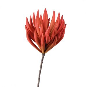 L’Oca Nera Echeveria Arancio