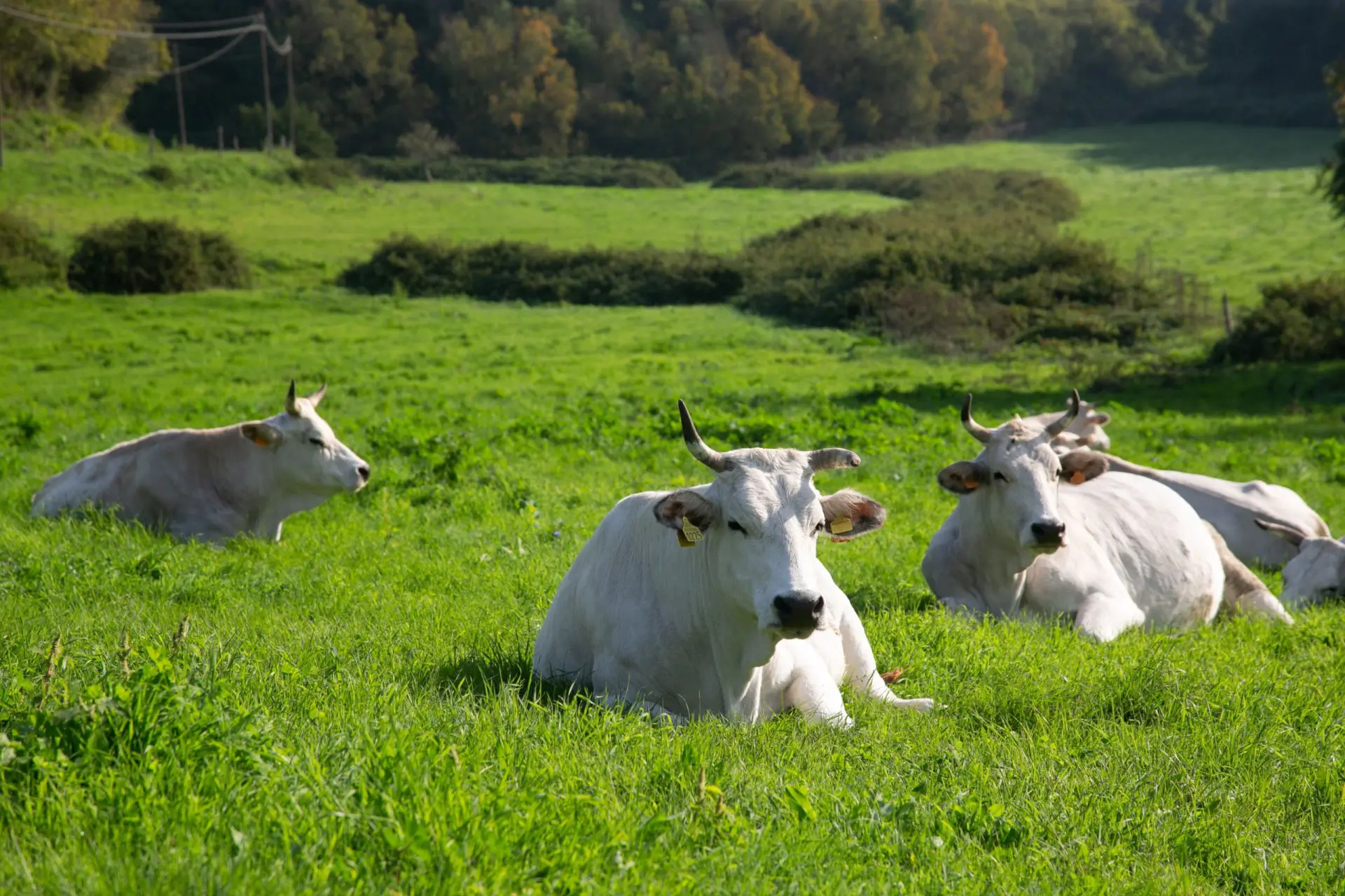 Macinato Extra Biodinamico 500g - immagine 7