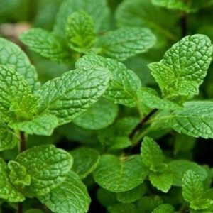 Menta mazzetto gr.30